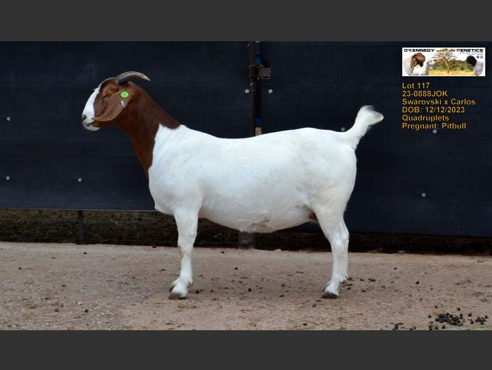 23-0888JOK | O'KENNEDY GENETICS