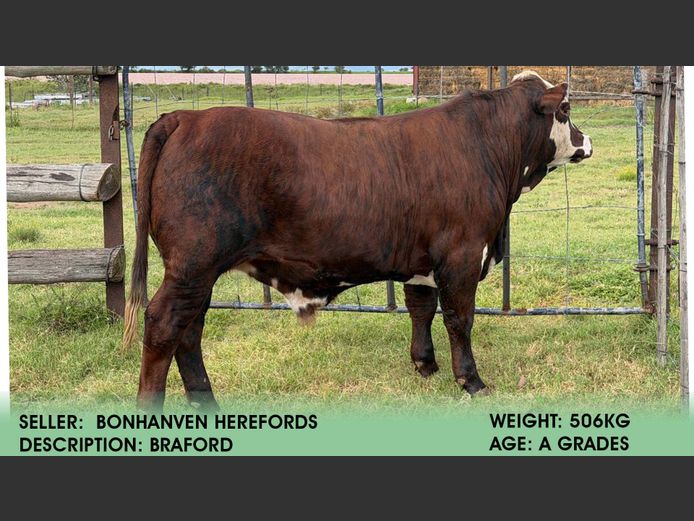 Braford | Bonhaven Herefords
