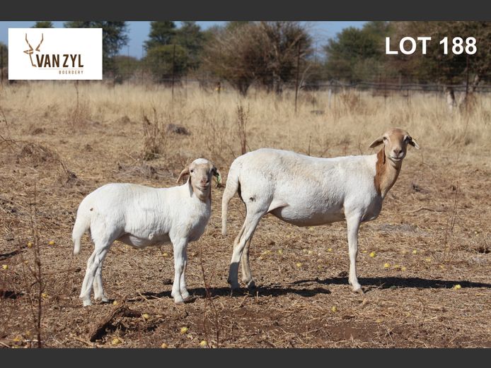 21-195 | VAN ZYL BOERDERY BOSVELDERS