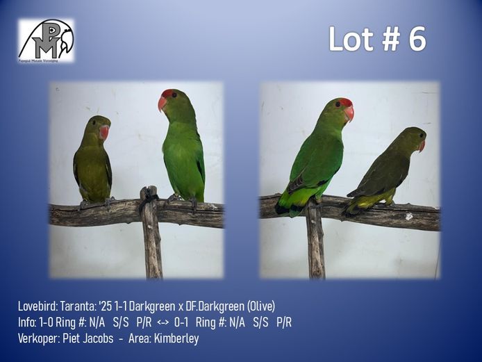 1-1 '25 Lovebird: Taranta: Darkgreen x DF.Darkgreen (Olive) - Piet Jacobs