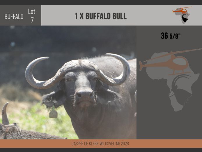 Buffalo – 36 5/8"