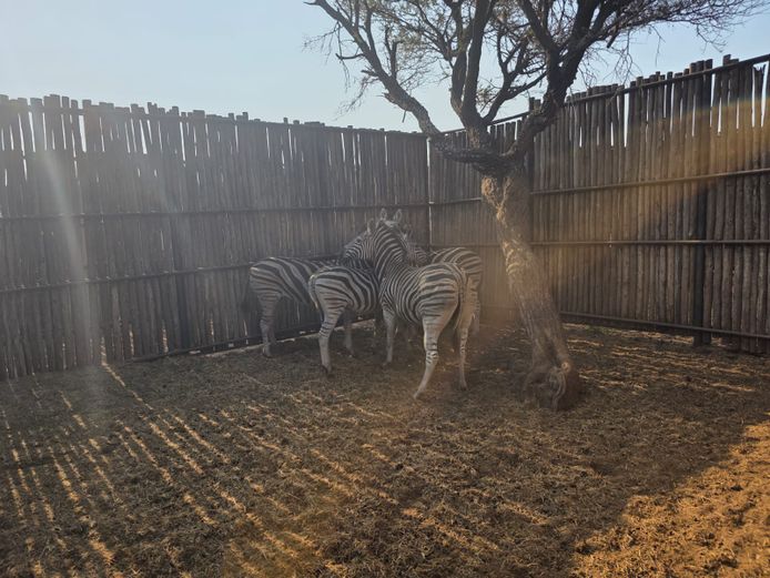 SEBRA | THABAMANZI