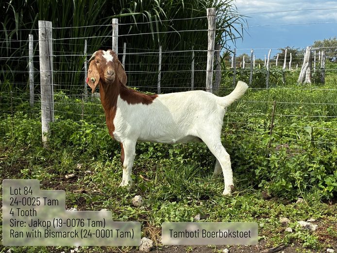 24-0025 Tam | TAMBOTI BOERBOKSTOET