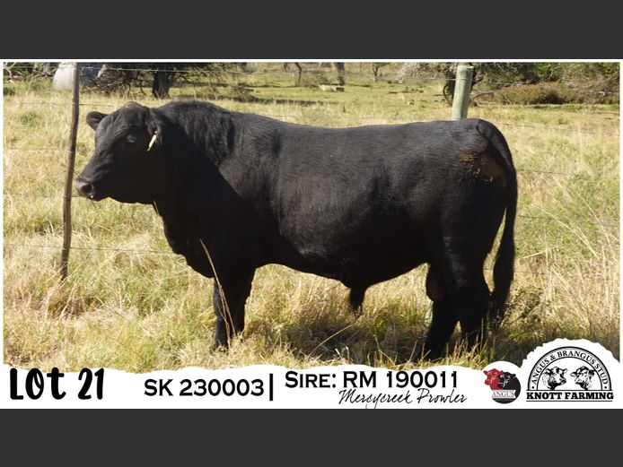SK 230003