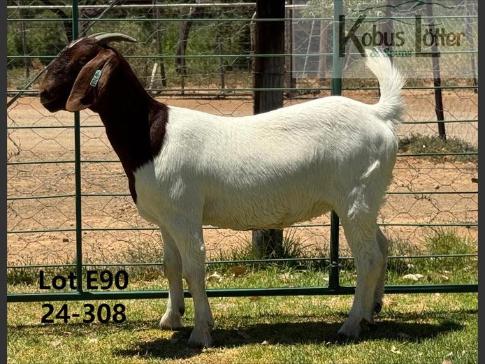 24308 | DuPreezkraal