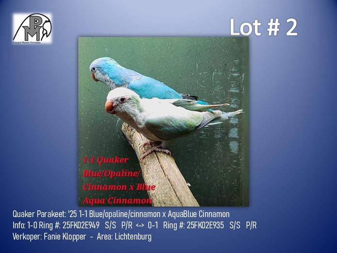 Lot # 2: 1-1 '25 Quaker Parakeet: Blue/opaline/cinnamon x AquaBlue Cinnamon