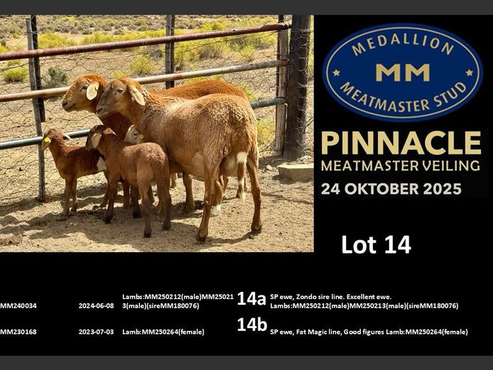 MM  240034 | MEDALLION MEATMASTER STOET