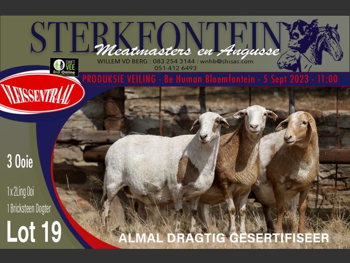 Ewes | Sterkfontein Meatmasters