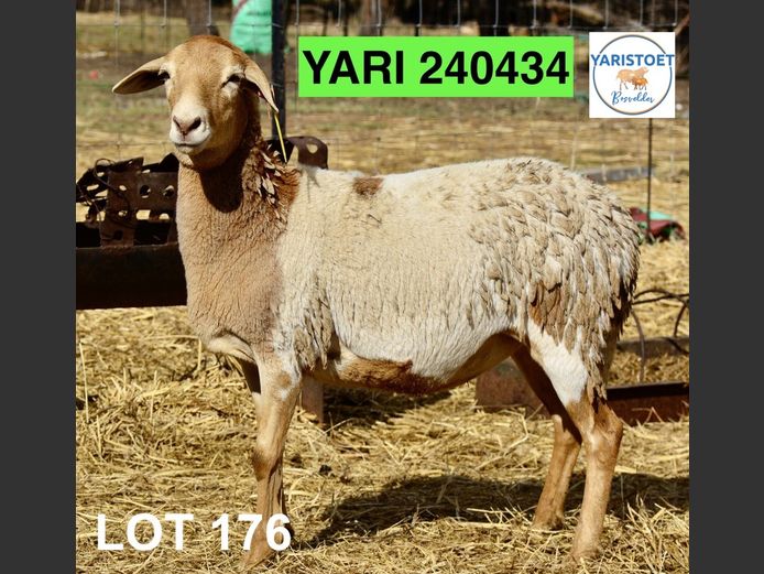 240434 | YARI STOET