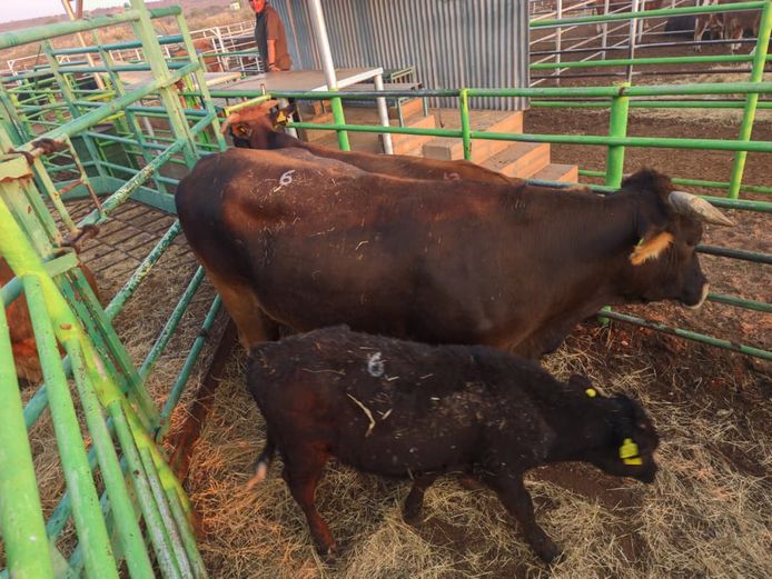 VAN NIEKERK PJ | DAIRY CATTLE 