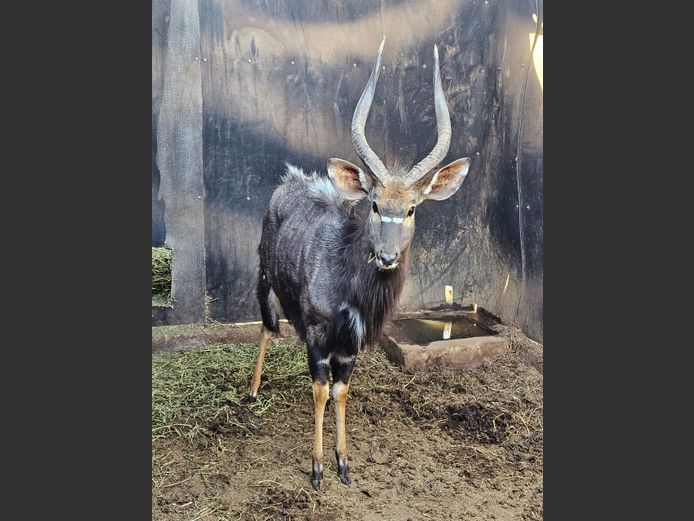 NYALA | BIG HORN