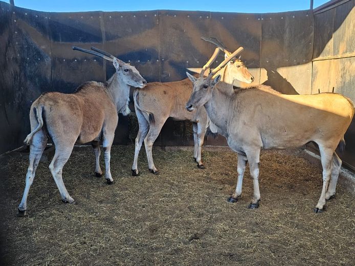 ELAND | PRINS GAME