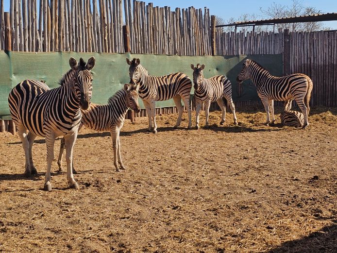 ZEBRA | KRUISRIVIER