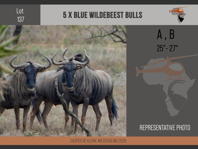 Blue Wildebeest (25" - 27")