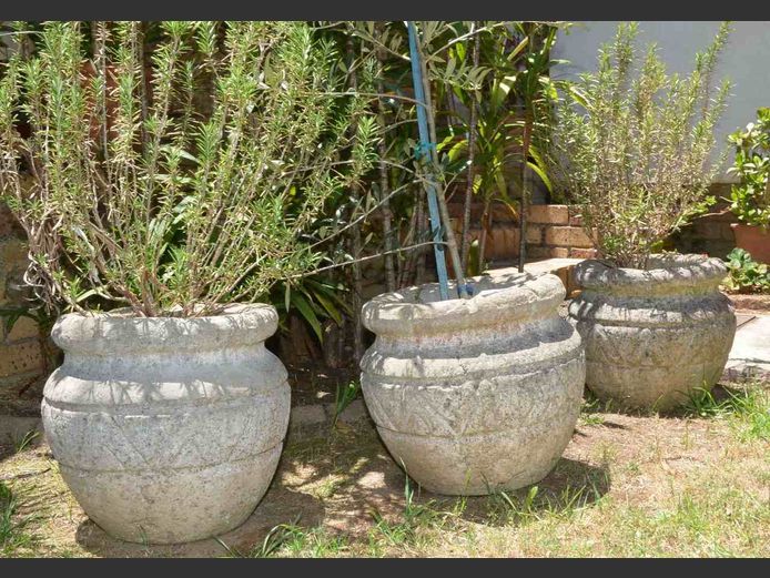 SET OF 3 PLANTERS WITH OLIVE TREE, ROSEMARY, etc, 39cm Diameter x 35cm High	