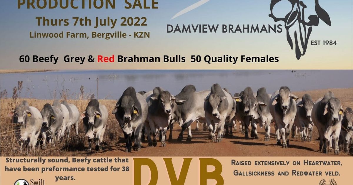 DAMVIEW BRAHMANS PRODUCTION SALE | SwiftVEE | South Africa’s Leading ...