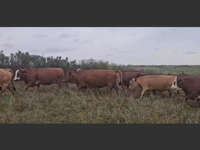 Weaners 