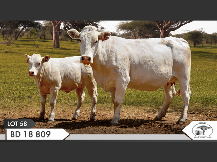 BD 180809 | YARI STUD