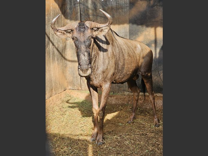 BLUE WILDEBEEST | LIMPOPO STUD GAME