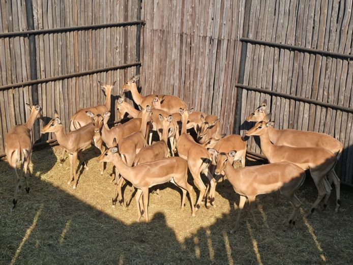 ROOIBOK | HANLEY
