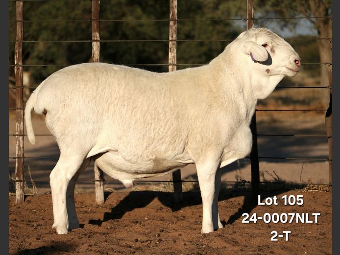 24-0007NLT | A KRENZ VAN ROOYS