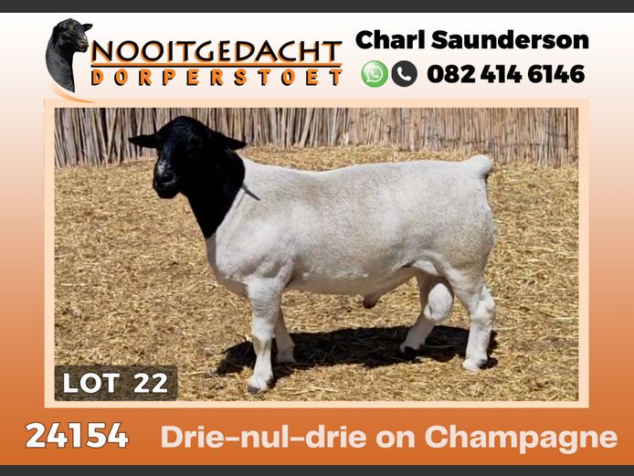 24154 | NOOITGEDACHT  DORPERS