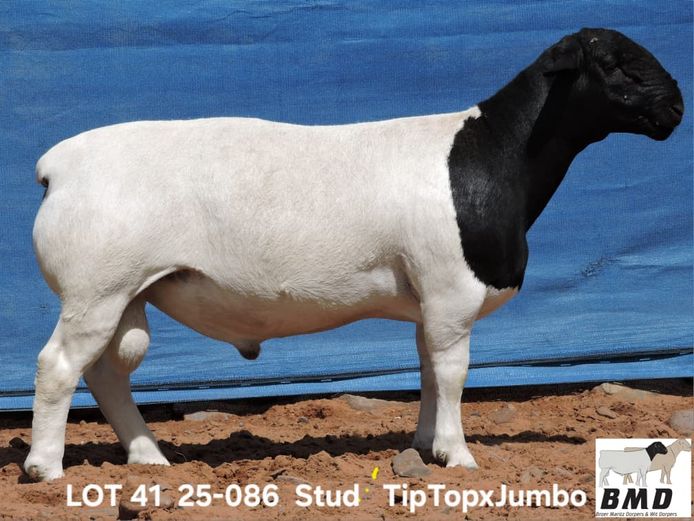 25-086 | BROER MARITZ DORPERS