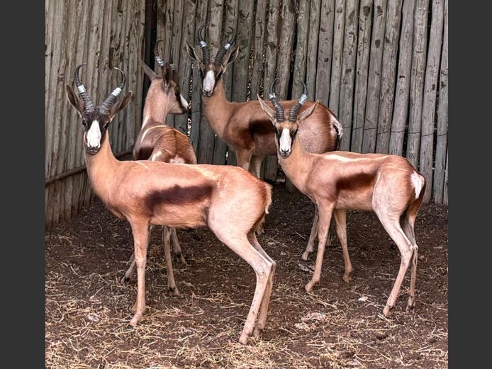 Koper Springbok Ramme