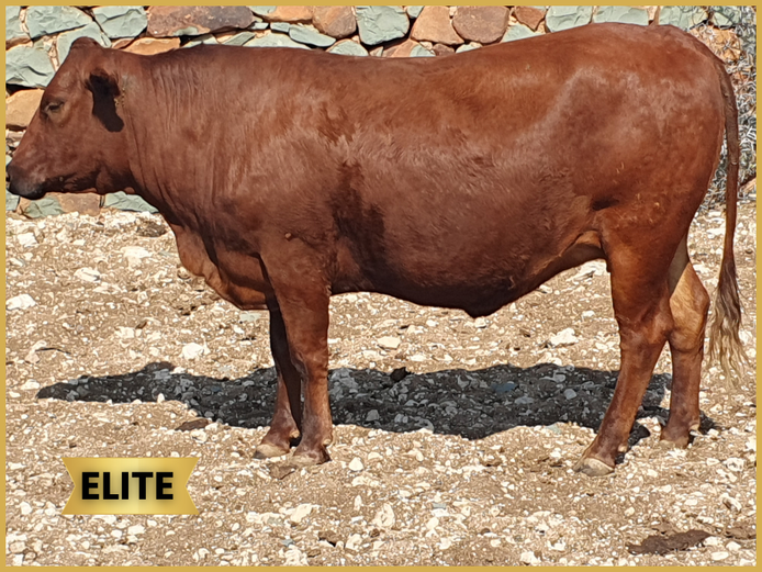 V   220187 | COOK & SON