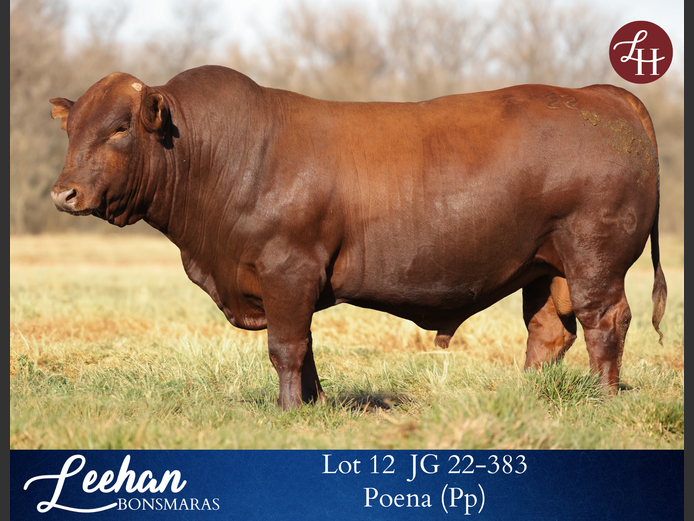 JG220383 | Leehan Bonsmara