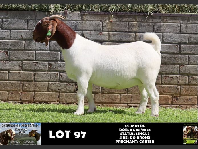 23-0103 DL | DAWID LOUW