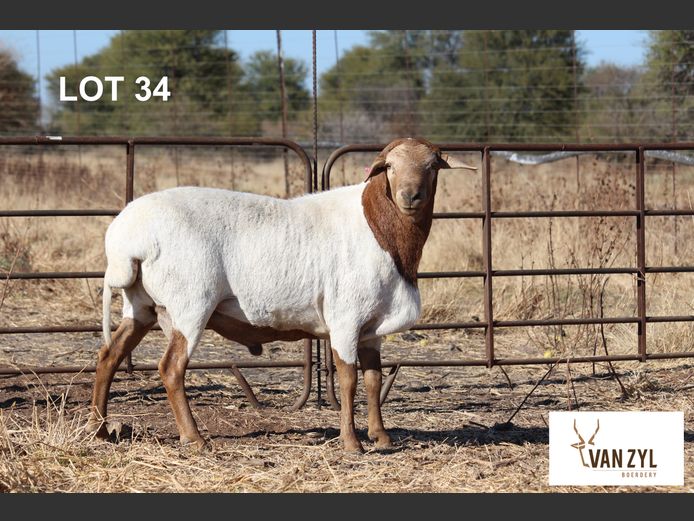 21-7 | VAN ZYL BOERDERY BOSVELDERS