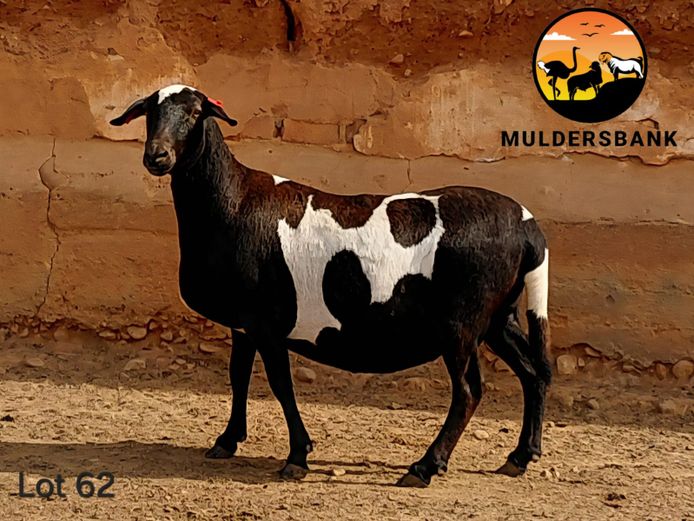 23 62 | Jaco Mulder - Mulderbank Meatmasters