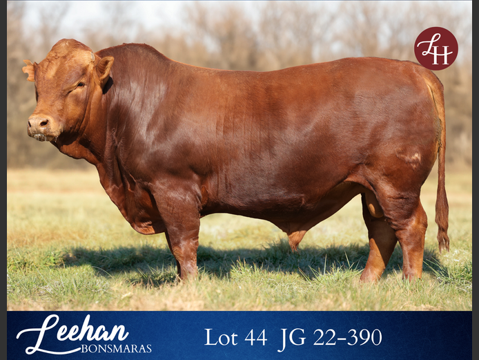 JG220390 | Leehan Bonsmara