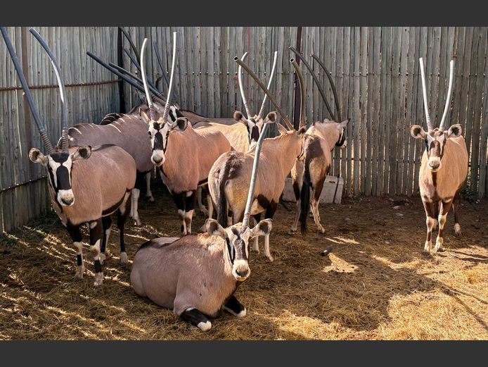 Gemsbokke Volwasse