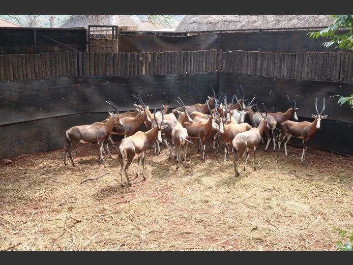 BLESBOKKE
