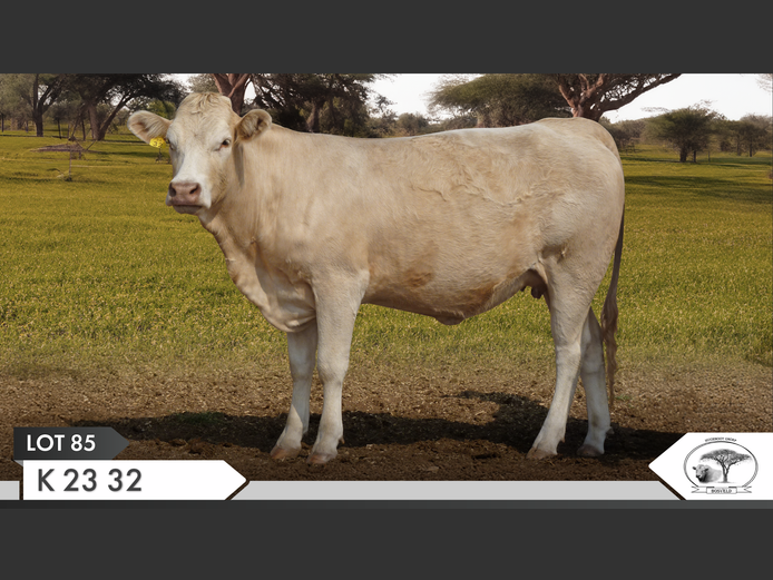 K 230032 | KOPERKOP HUGENOOT STOET