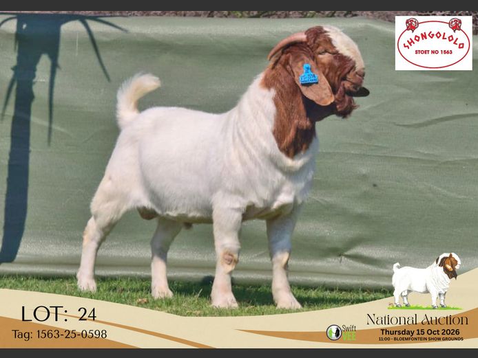1563-25-0598 | Shongololo Boerbok stoet