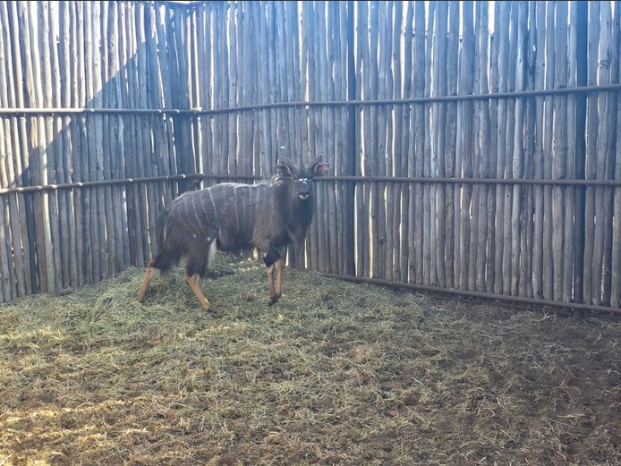 NJALA | ALESIA BOERDERY