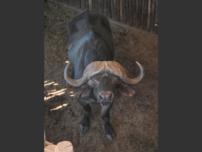 BUFFEL | TSEKAMA