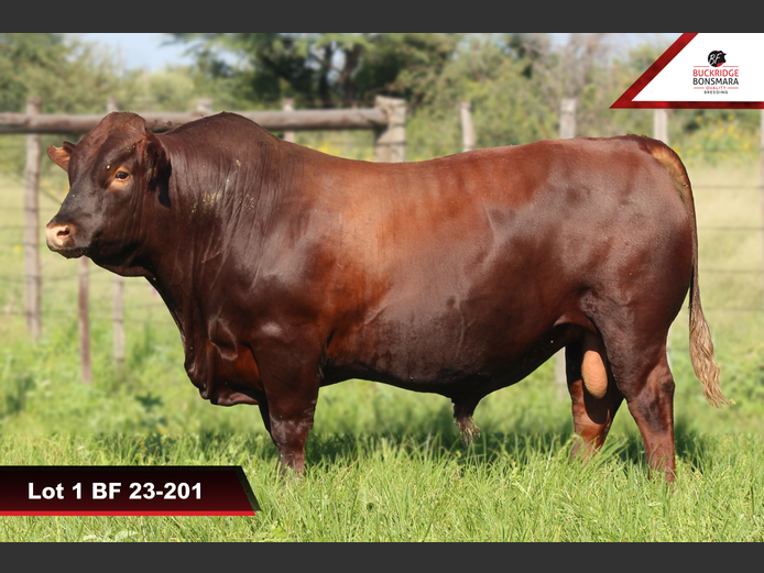 BF 230201 | BUCKRIDGE BONSMARAS