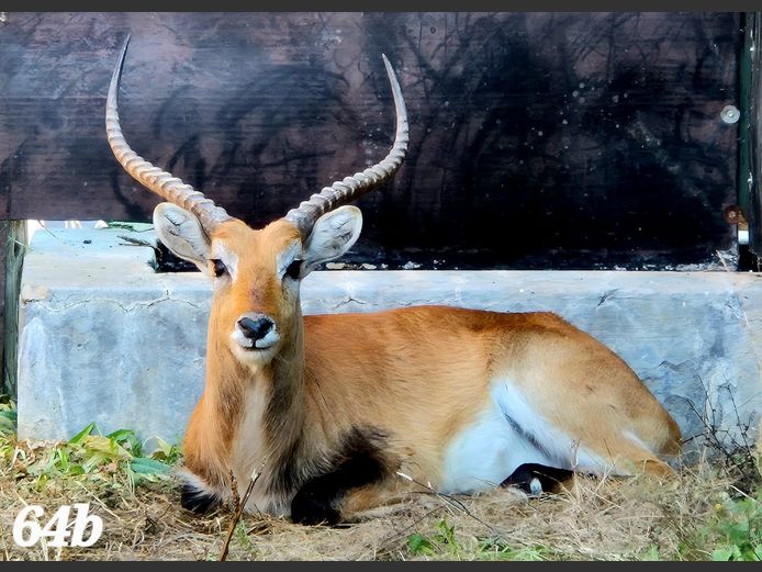 LECHWE | KEY GAME