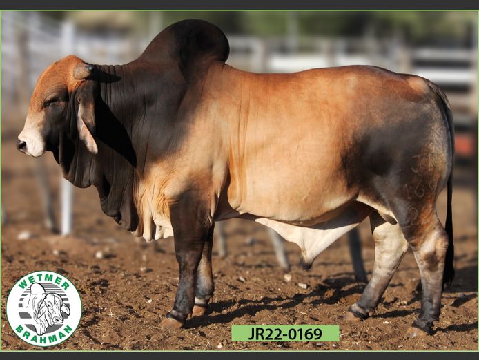 22-0169JR | WETMER BRAHMAN