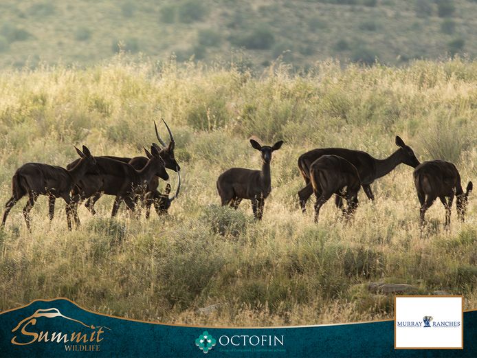 BLACK IMPALA GROUP