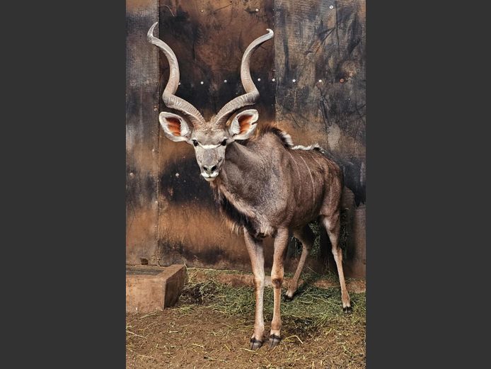 KUDU | MABALINGWE