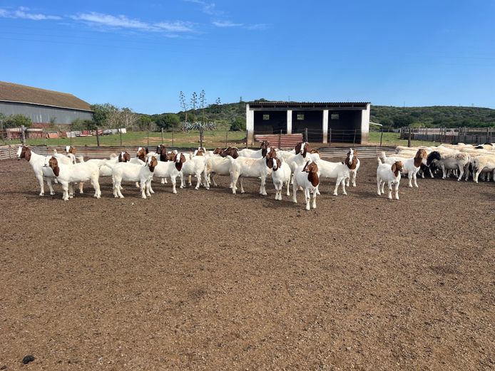 Boergoat Breeding Ewes