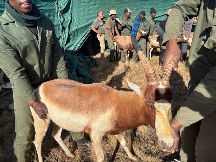 YELLOW BLESBOK 17" | HIGHLAND
