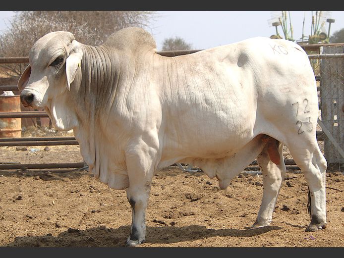 22-0072KG | MAKALANI BRAHMAN