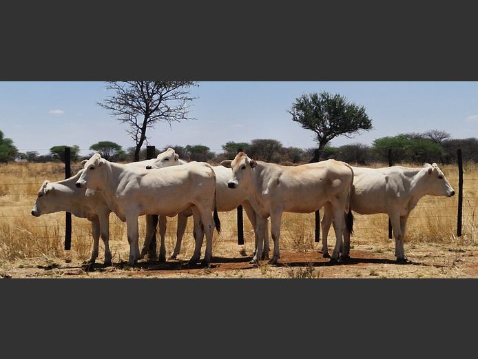 COMMERCIAL | ENDELELA CHIANINA STUD