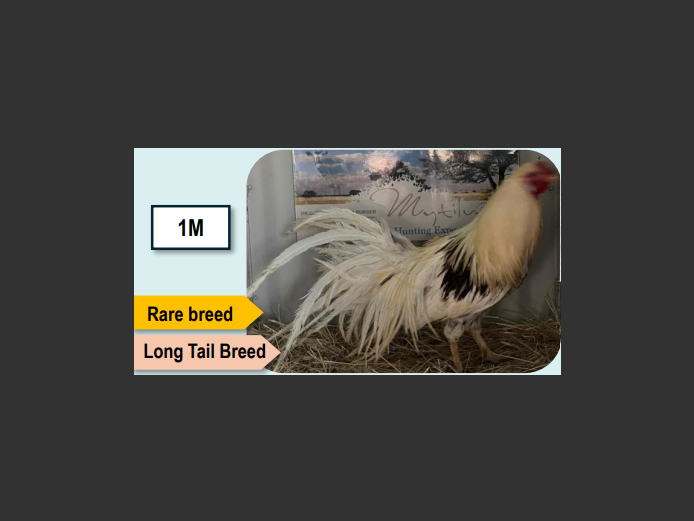 RED SHOULDER YOKOHAMA | ANNUAL MYTILUS AND ELOFF